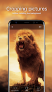 Lion Wallpapers 4K ภาพหน้าจอ 2