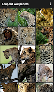 Leopard Wallpapers Ekran Görüntüsü 1