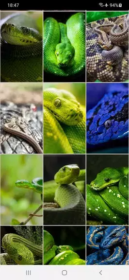 Snake Wallpapers Ảnh chụp màn hình 3