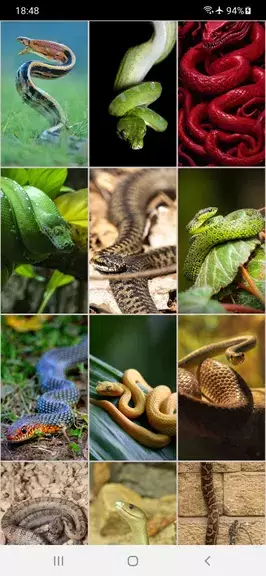 Snake Wallpapers 螢幕截圖 1