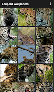 Leopard Wallpapers Ekran Görüntüsü 0