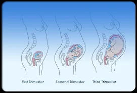 Pregnancy Stages Captura de pantalla 3