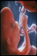 Pregnancy Stages Captura de pantalla 0