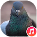 Pigeon Sounds